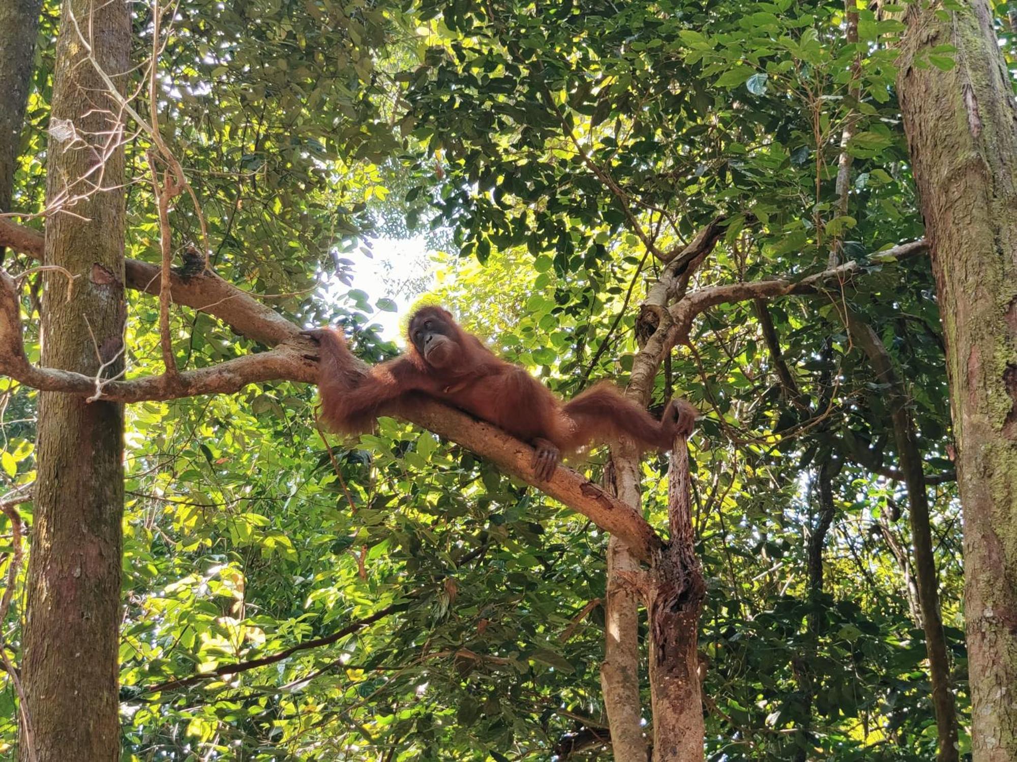 Asim Paris Guesthouse & Jungle Trekking Bukit Lawang Luaran gambar