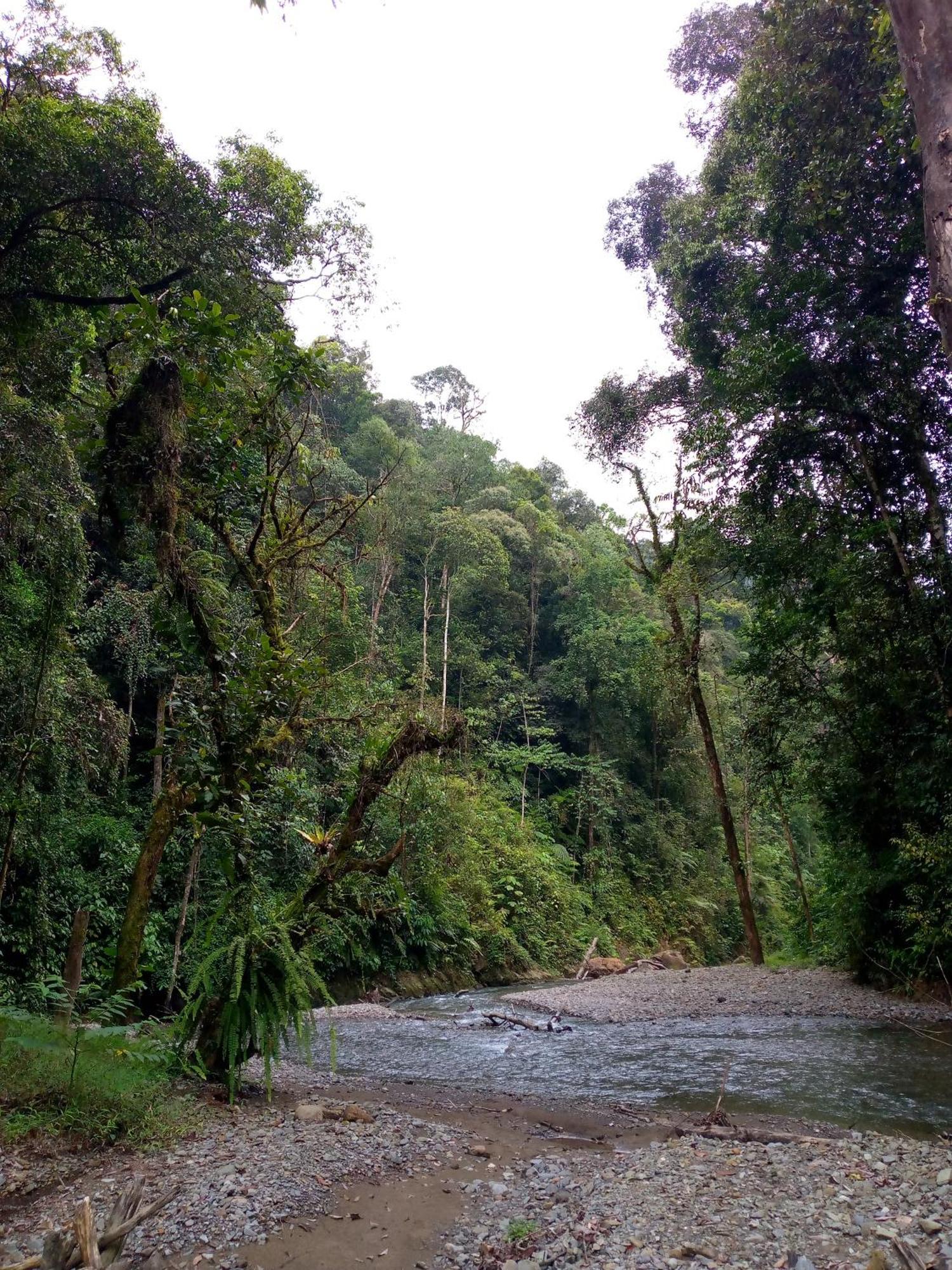 Asim Paris Guesthouse & Jungle Trekking Bukit Lawang Luaran gambar